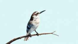 Elevate Your Routine