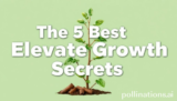The 5 Best Elevate Growth Secrets